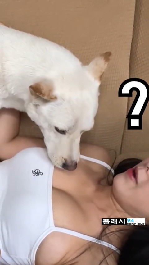 개조이 여주인 핥는 진돗개